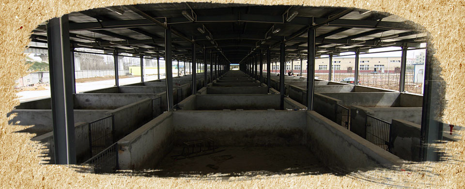 ������6000ͷ�����Ľ�����������